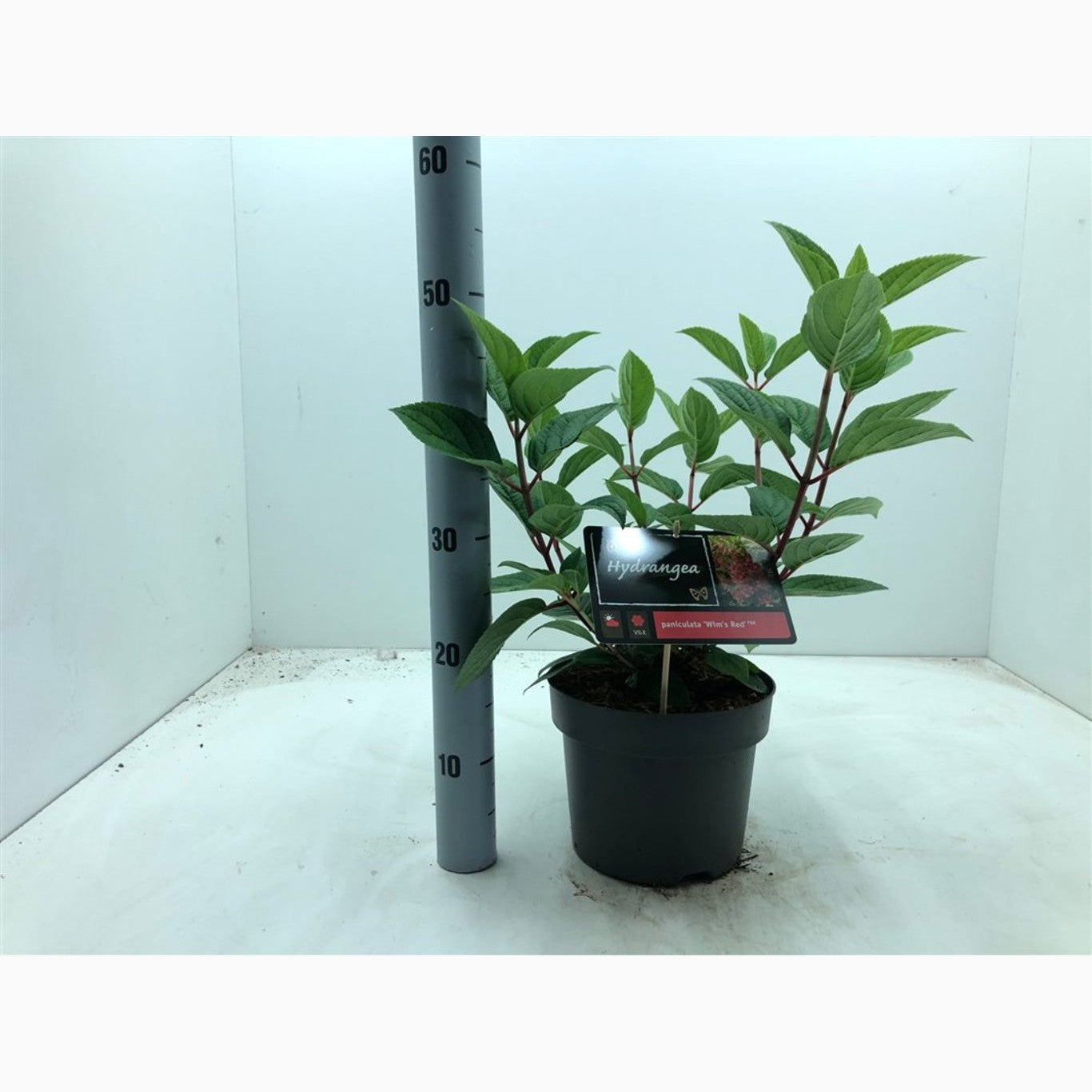 Syrenhortensia – Hydrangea paniculata 'Wim's Red' - C4